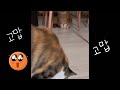 고양이일상 | 마스크로 놀기 | 아쉬운벚꽃…🌸Cat’s vlog | Playing with a mask😷