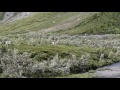 (Hikers are nearly attacked) Close Call With Alaskan Grizzly Bear