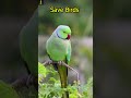 How to attract Parrots to your balcony |  #shorts #parrots