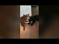 Try Not To Laugh 🤣 New Funny Cats Video 😹 - Fails of the Week Part 21