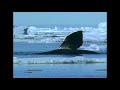 The Families That Live In Our Oceans (Wildlife Documentary) | Real Wild