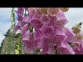 Explore Chatsworth Gardens: The World's BEST | Nature Sounds & Serenity | 4K 60fps