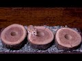 Cat TV Mouse Hide and Seek Through Wood Holes | Ultimate Entertainment for cats to watch 4k