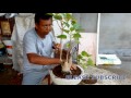 Crafting peepal tree for bonsai