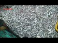 wow amazing segini banyak teri yang tertangkap #fishing #nelayan #fish #viral