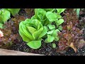 3 Ways to Harvest Lettuce - How to Harvest Lettuce