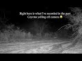 Coyote pack of 6 hootin’ and hollerin’ in camera view