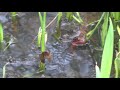 Common Frogs - Springtime Spawning