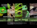 Australian Frog Sounds - A compilation of calls from 15 different frog species in Australia.