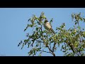 Cierniówka śpiew / Common whitethroat song