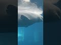Beluga whale swimming for 2 minutes straight