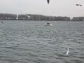 Seagulls