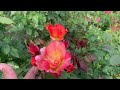 My Visit to Kordes HQ In Germany | Rose Garden Tour | Kordes Roses