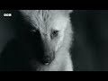 The Rare and Elusive Maned Wolf | How Nature Works | BBC Earth