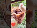 White Zebra Finch (Happy Chirp Sounds) Easy to Tame and Friendly - Best Small Birds for Sale