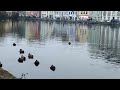 Ducks love to swing too \ Cute animals for a good mood 2023