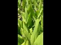 Turmeric plants in raised beds