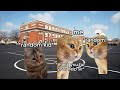 FIRST DAY AT SCHOOL CAT MEME COMPILATION...