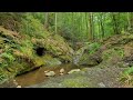River Sound & Birds chirping || calming river sounds || forest sounds || pleasant melodies of nature