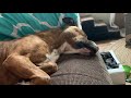 Bella Update | Terminal Dog Cancer