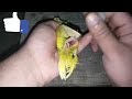 Egg binding issue in budgies Parrot - How to treatment