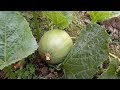 Watermelon in the garden || Fruit planting for the first time || Gardening