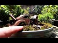 Pruning My Giant Sequoia Forest, The Bonsai Zone, June 2024