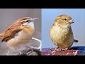 How to Tell House Sparrows From Other Birds + ID Quiz
