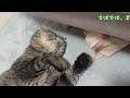 ♯55 貢ぎ物を献上！！そして兄猫の塩対応に、ママの心はｗ