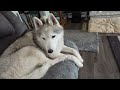My Husky Does CRAZY Couch Zoomies!
