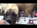 British Mastiff