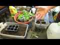 Seed Starting Cilantro  Indoors: Starting MIxes, Light, Fertilizing & More  - Grow as I Grow Series
