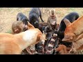 survival in the rainforest - found two wild boar & cook crocodile with fish - Eating delicious HD