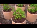 How to Grow Raspberries, Blueberries, and Blackberries in Containers