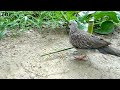 Easy Bird Trap From vegetable Garden