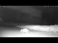 Mouse on Night Cam