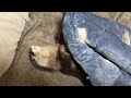 The Otter Jumps Into My Chest at Nap Time [Otter Life Day 907]