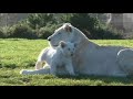 White Lion Cubs birth part 2 - starting to eat.