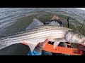 What A Day! Plowing Bottom With Big Swimbaits (Spring Striped Bass Jigging)