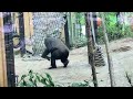 Kintaro isn't afraid of thunder! But Dad Momotaro is scared to death.🅷🅾🆃【KyotoZoo, Gorilla