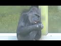 Daughter gorilla worried about pranked mother｜Shabani Group