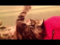 My cute kitten dance