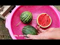 Revealing the secret to grow watermelons at home extremely easy, the fruit is very sweet