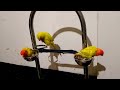 Ringneck parrot vs love bird