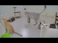 🤣 Epic Cat Antics That Will Brighten Your Day 😹🐱 New Funny Animals 2024 😻