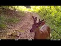 2023 Trail Camera Videos - Suches, Georgia