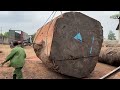 Wood Cutting Skills // Ancient Tree Stumps Found In The Rainforest