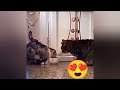 Funny Videos of Cats and Dogs😹 Things😹(3)