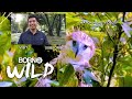Born to be Wild: Cream dory in Marikina River