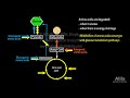 Protein Metabolism Overview, Animation